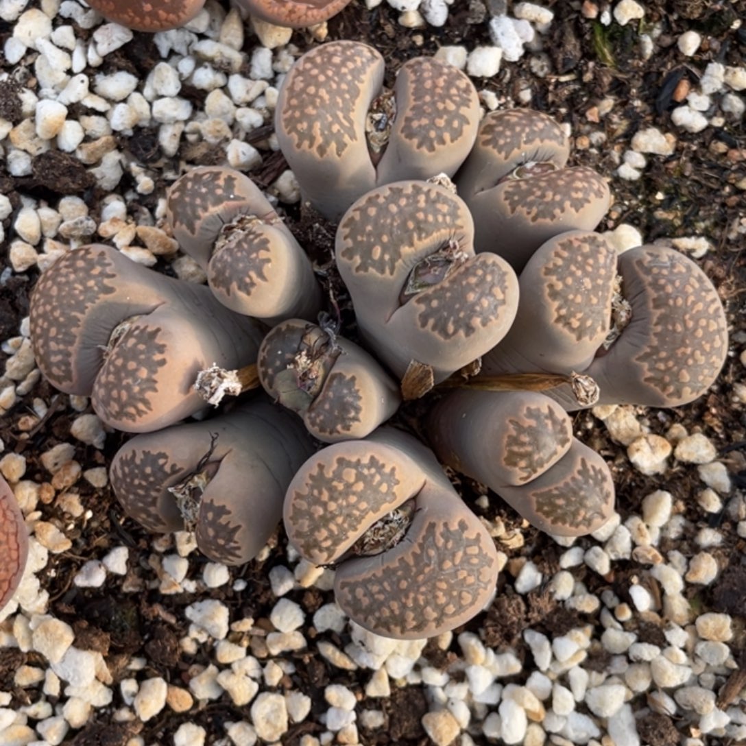 非偏远满20包邮700