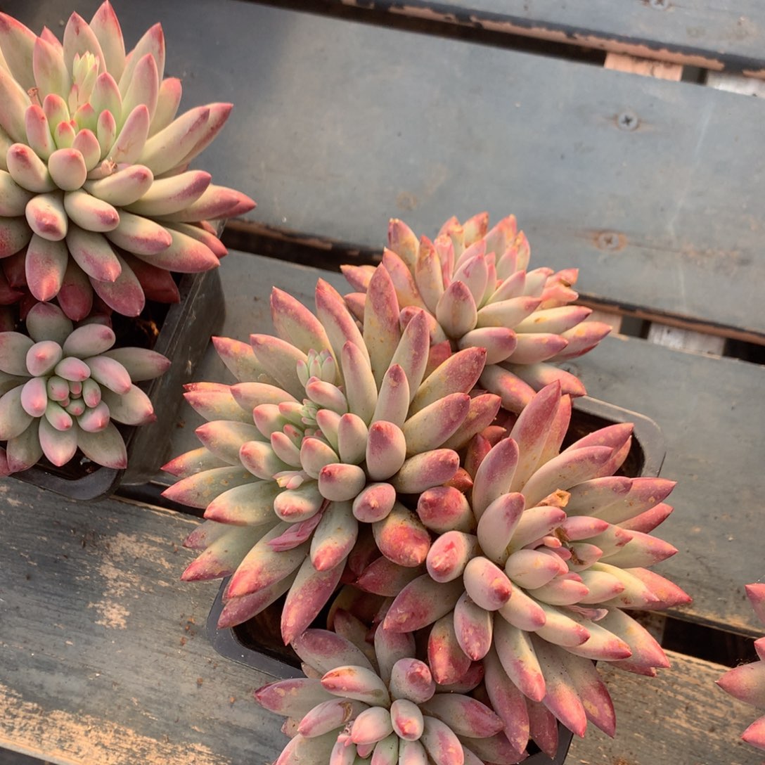 车厘子一物一拍98