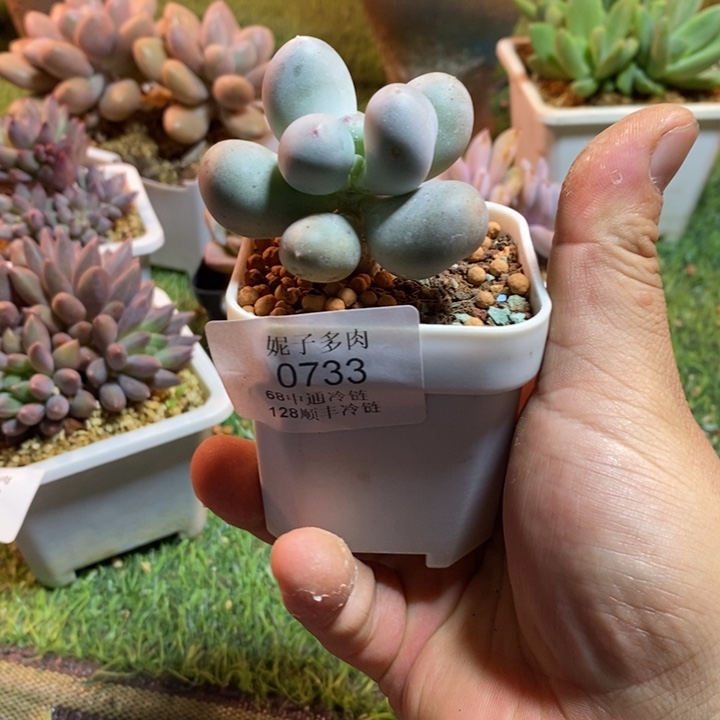 0733啊啊啊啊啊啊啊啊啊