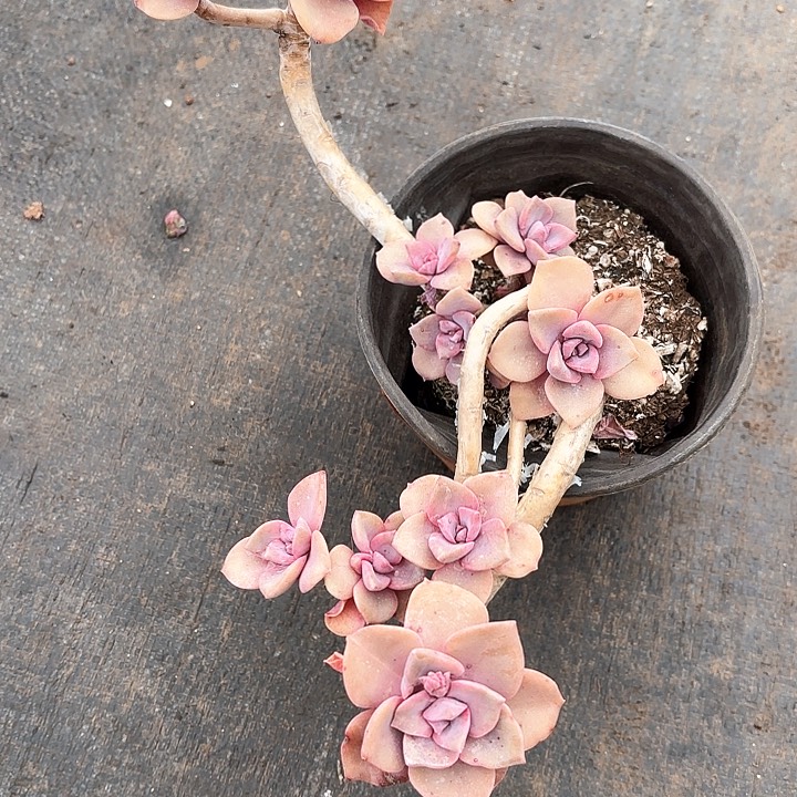 多肉植物，彩虹糖