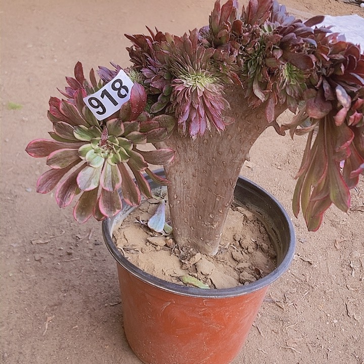 918水墨缀化老板子法师缀