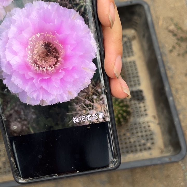 桃花落无根侧牙5公分