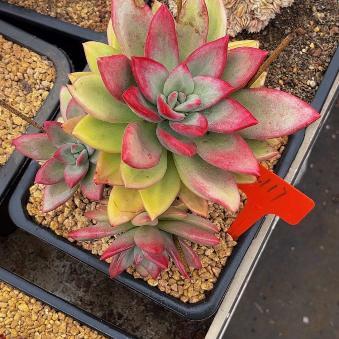 2117号上午多肉植物群生多肉植物