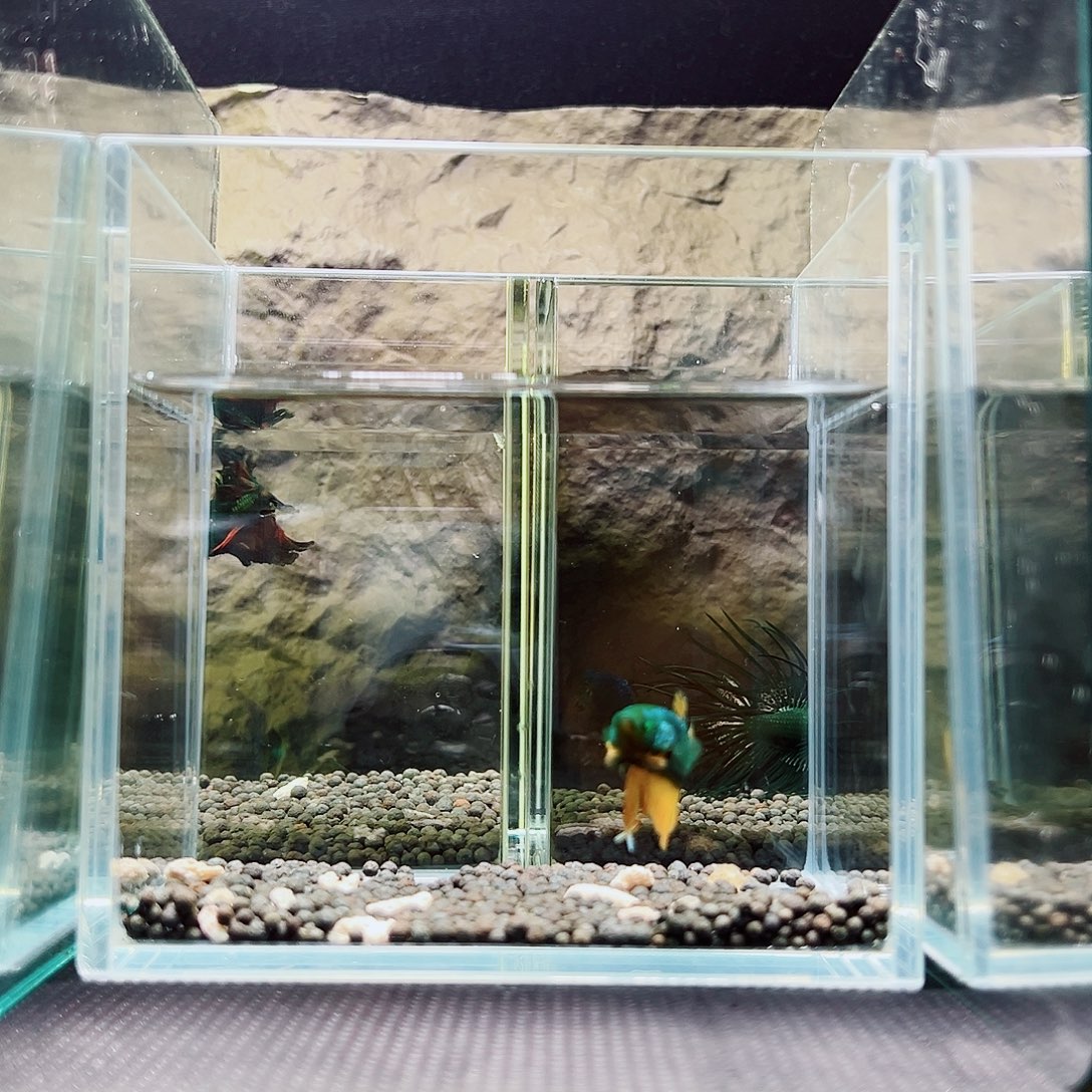 斗鱼精品精品精品精品