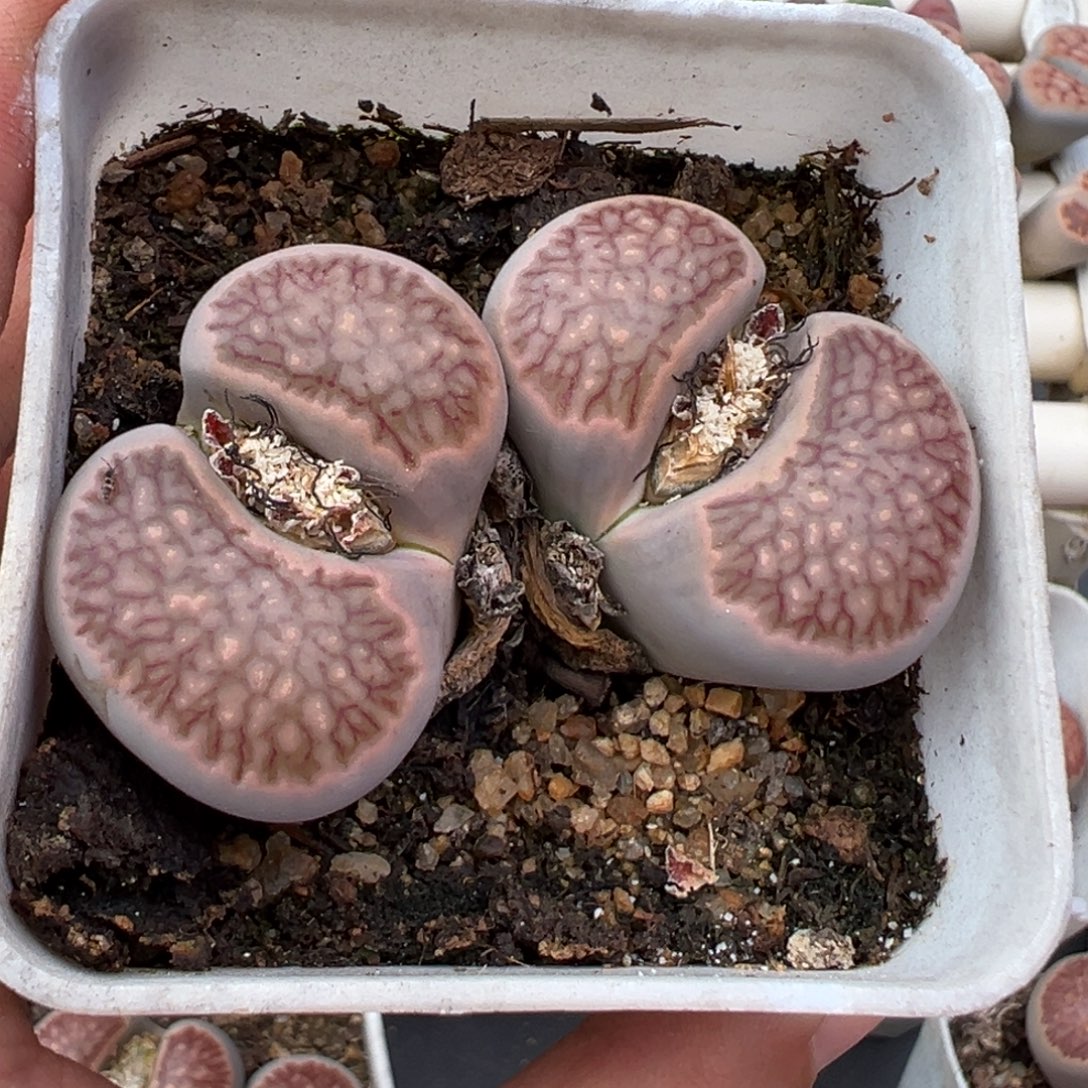 12.8好看的多肉脱土发货450