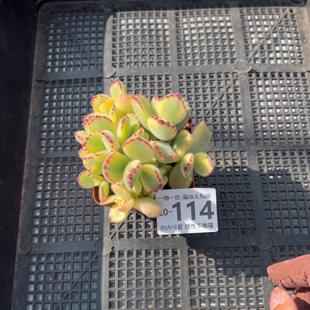 白熊多肉多肉多肉多肉