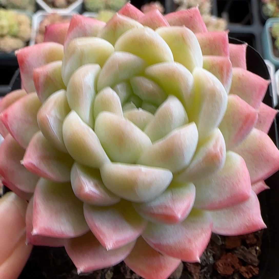 花语逸镜0126-413