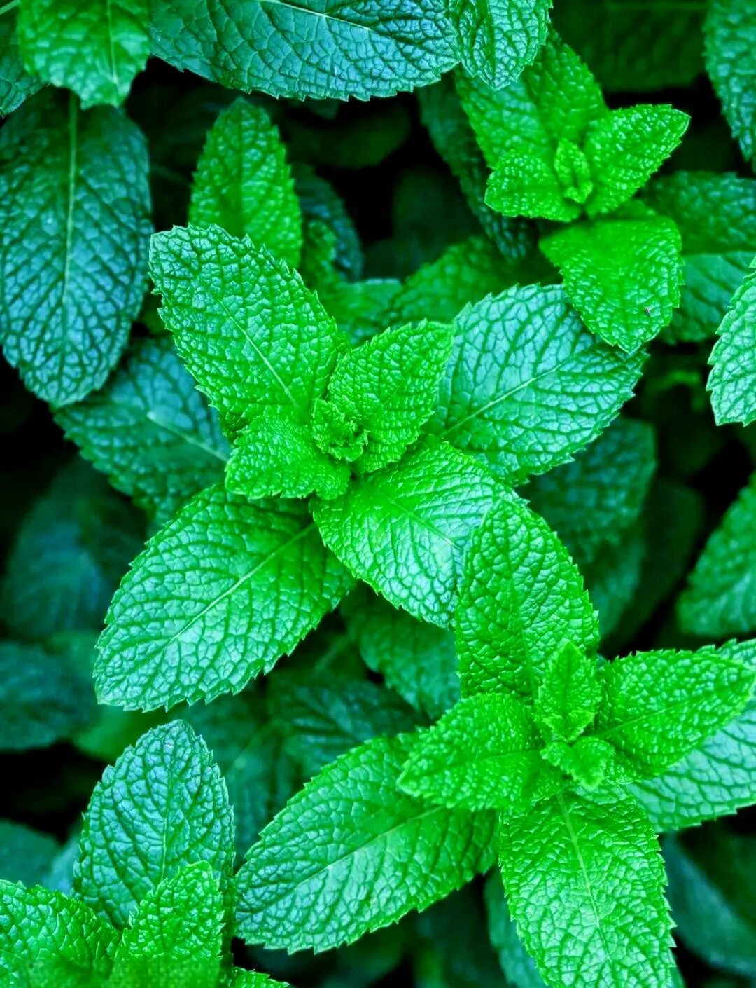 云南薄荷 薄荷叶  薄荷尖 薄荷蔬菜