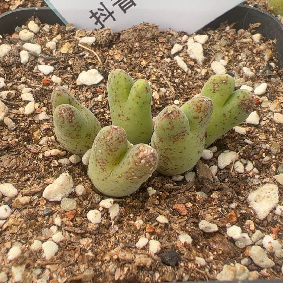 19-10肉锥多肉植物，