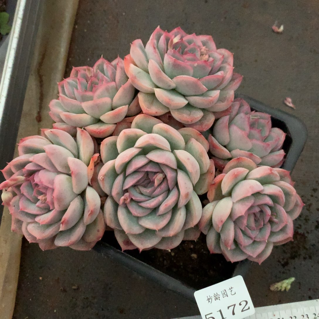 5172杂交精品基地18厘米