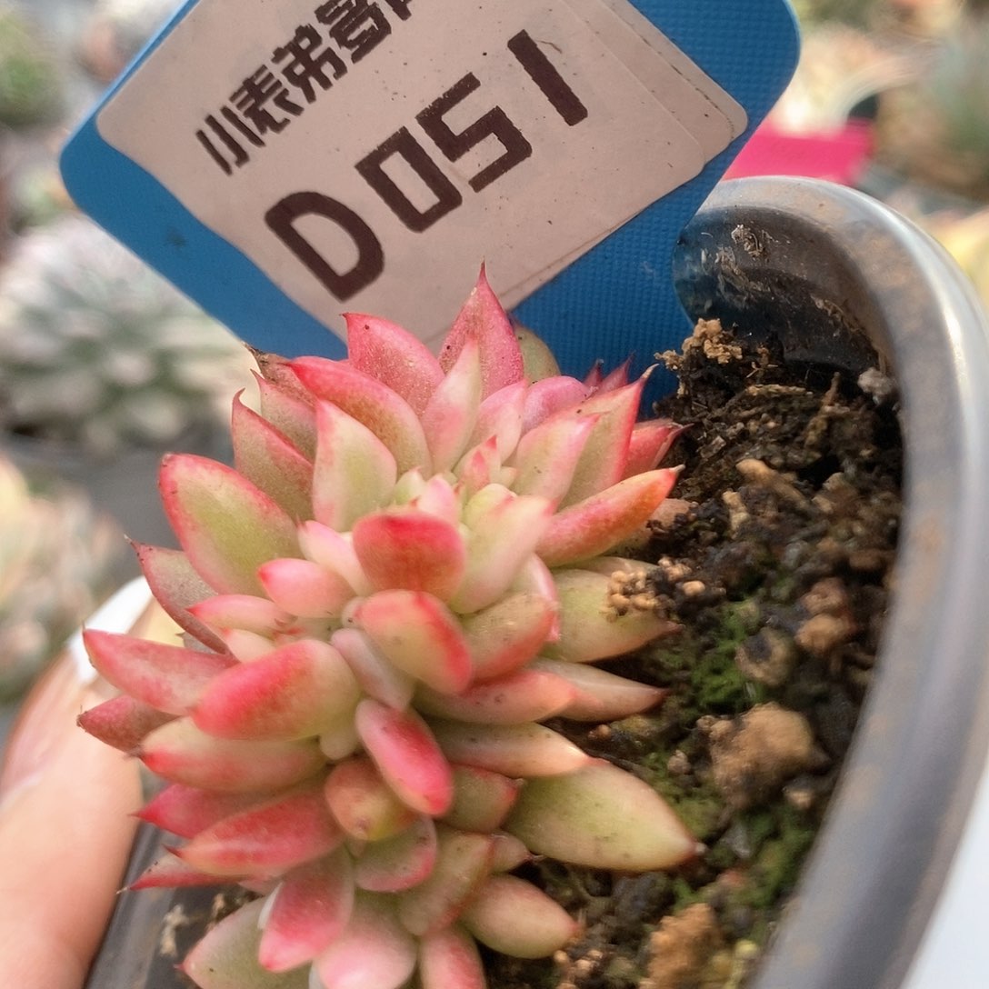 051东云锦锦锦锦锦锦