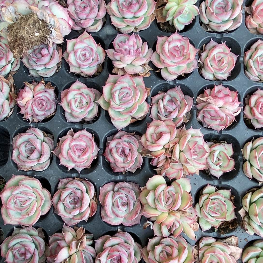 侧影三颗量拍满9.9包邮