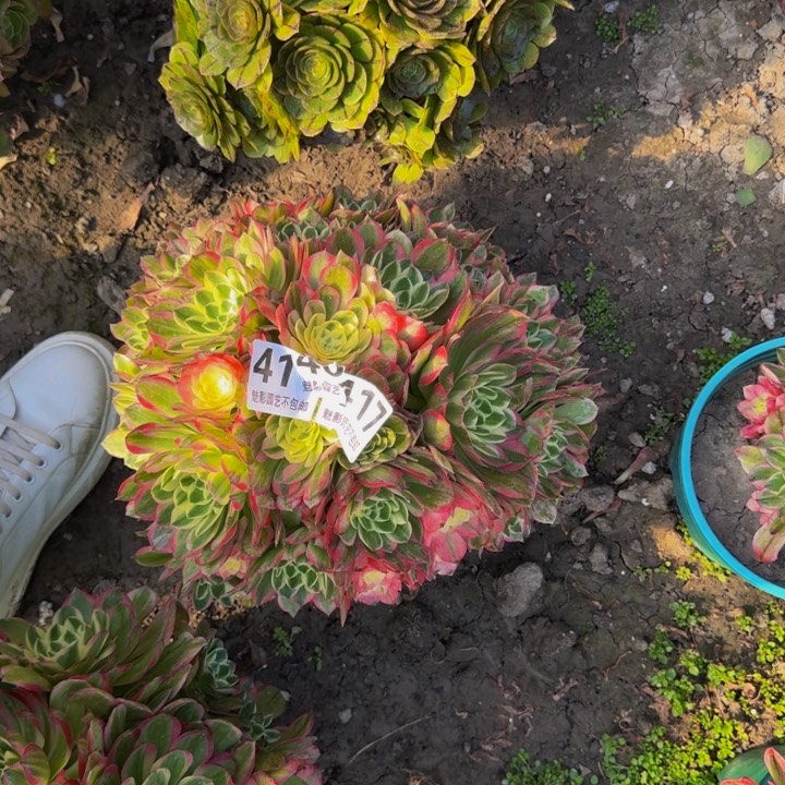 海王花27-12包邮花花