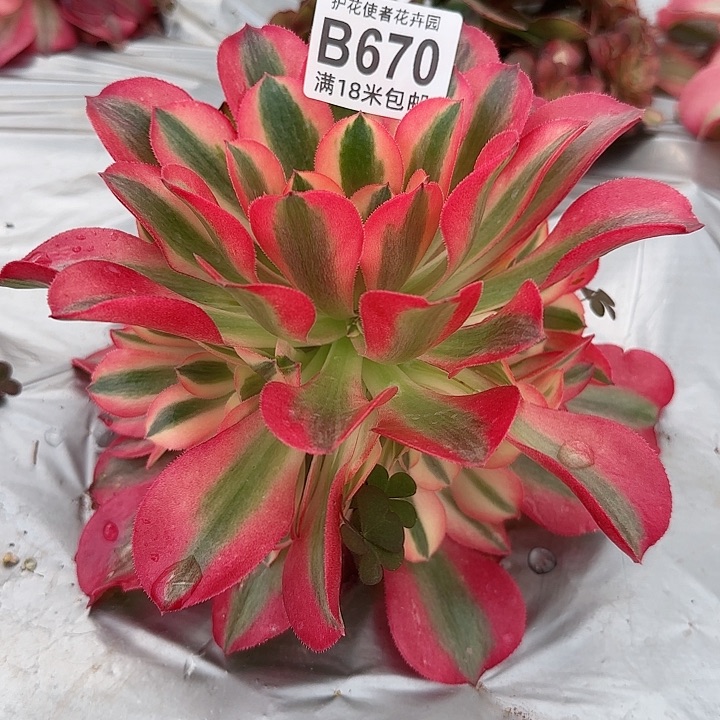 多肉法师淘宝福利