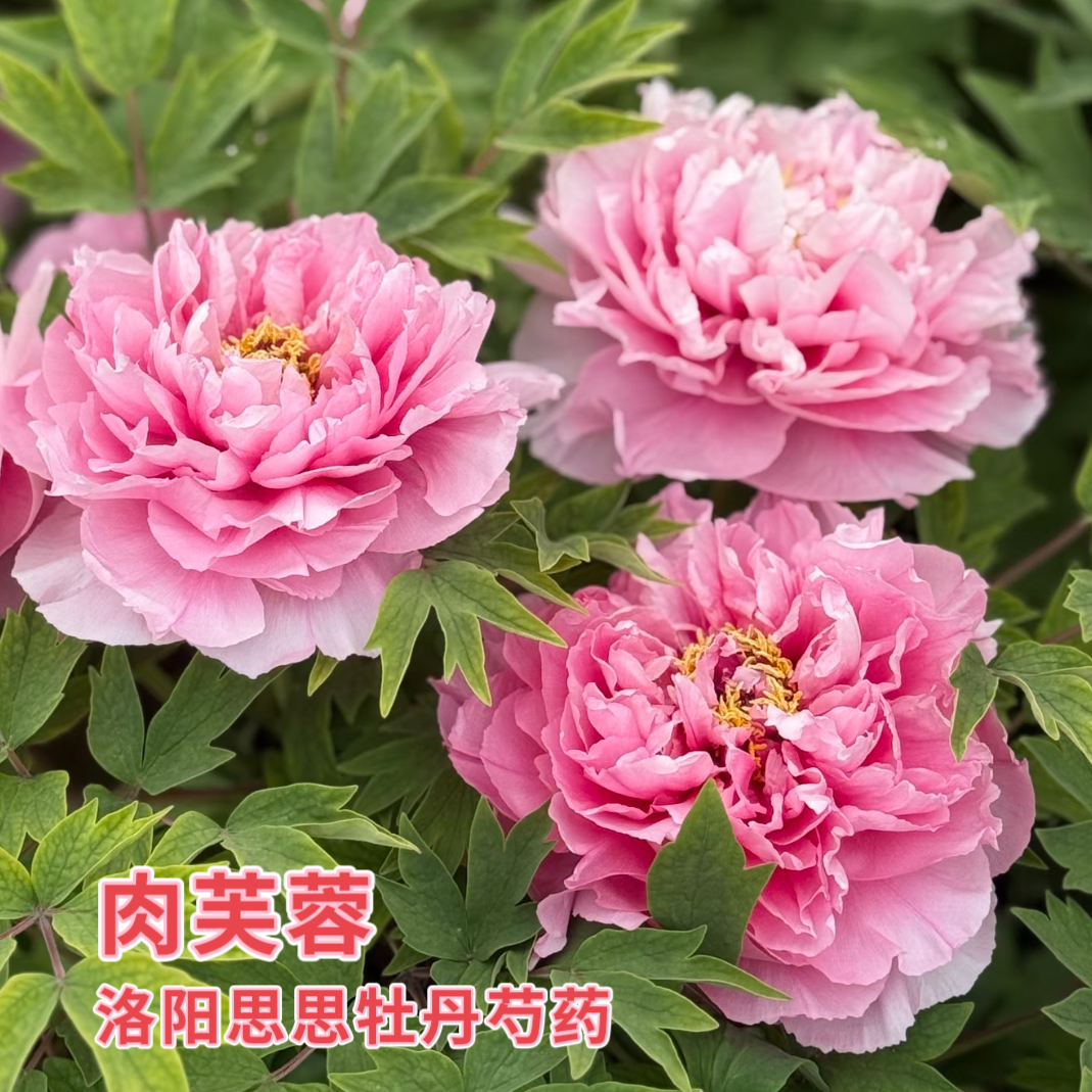 洛阳牡丹【肉芙蓉】粉色系牡丹基地直发
