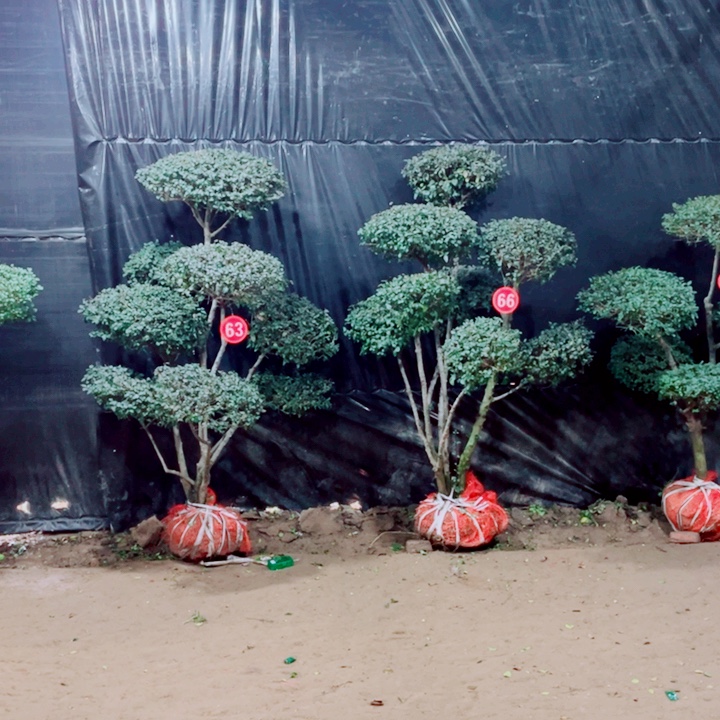 无花朵一物一拍一物一图