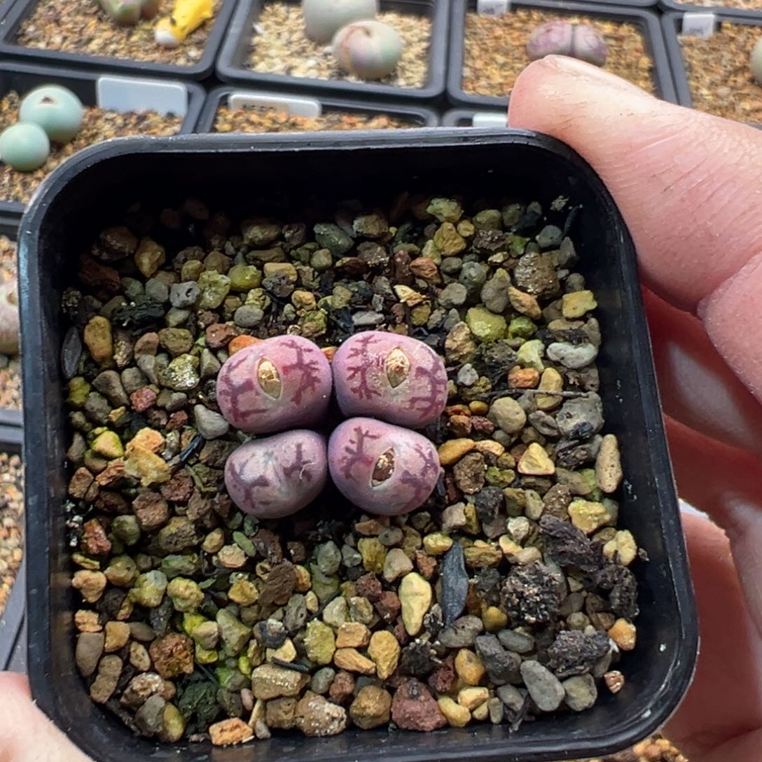 45多肉4头优选墨杂一棵