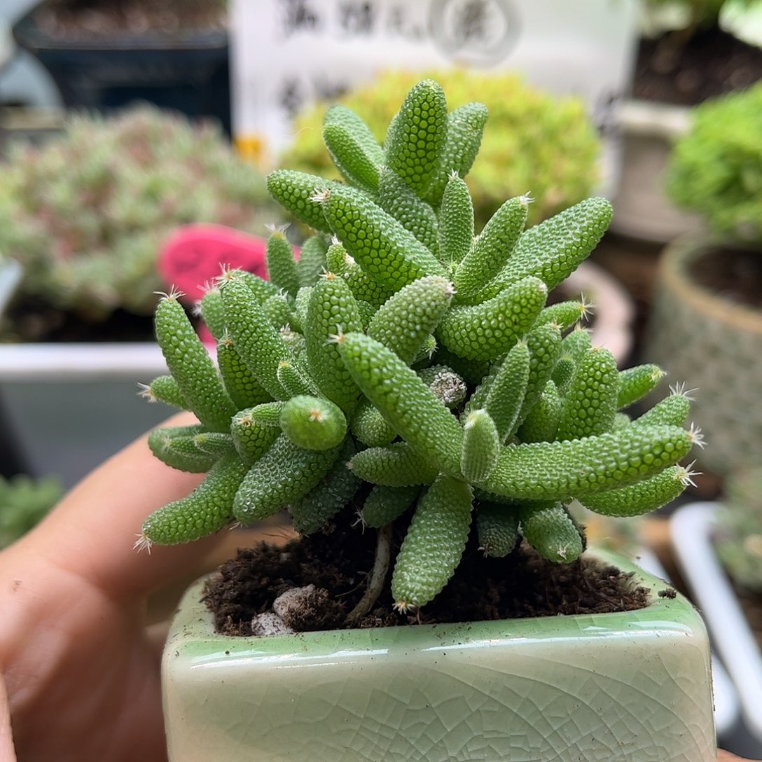 27实生玉米带盆优选枝干