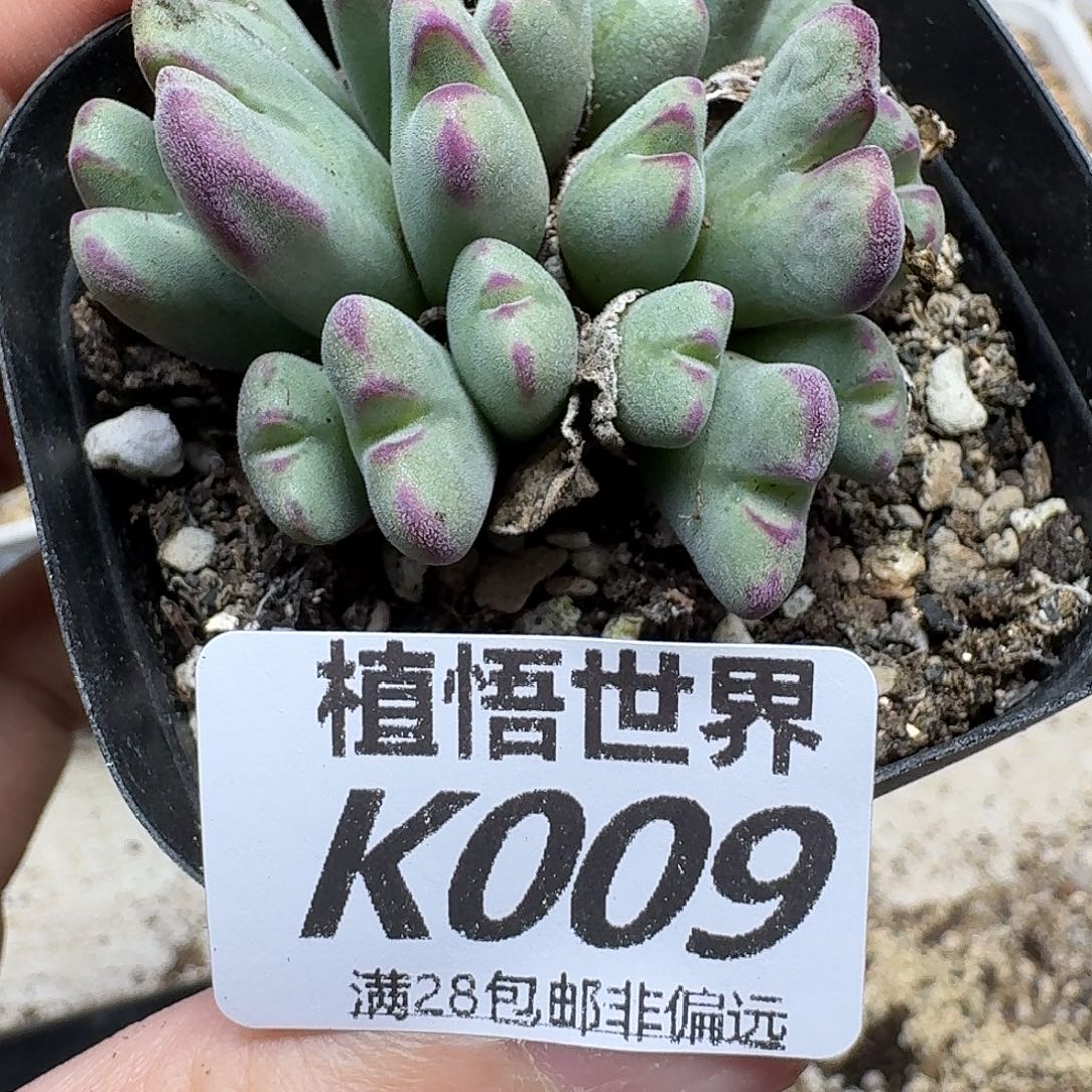 多肉植物的润泽gb