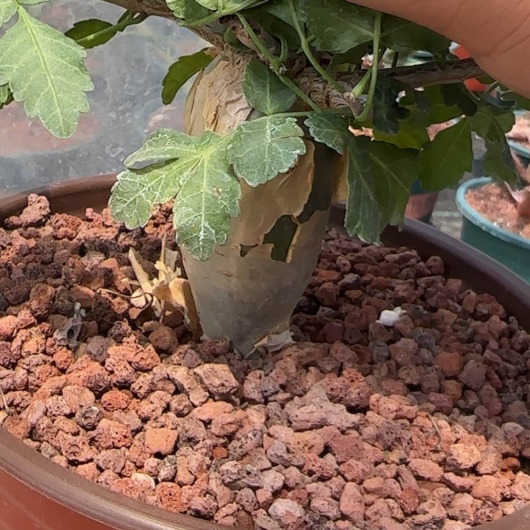 老版芳香橄榄  多肉植物 实生