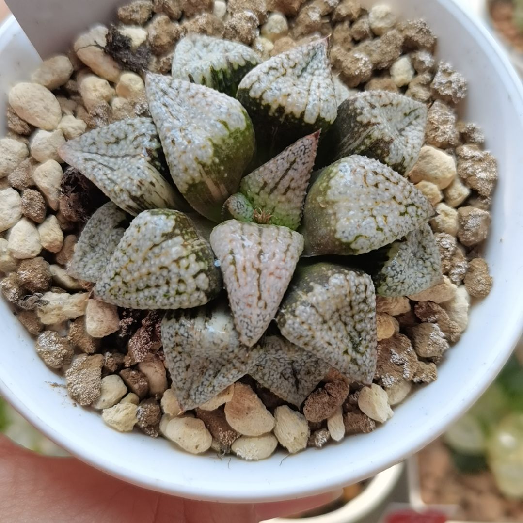 493号大久保潘多拉白银锦一物一拍带盆土发货