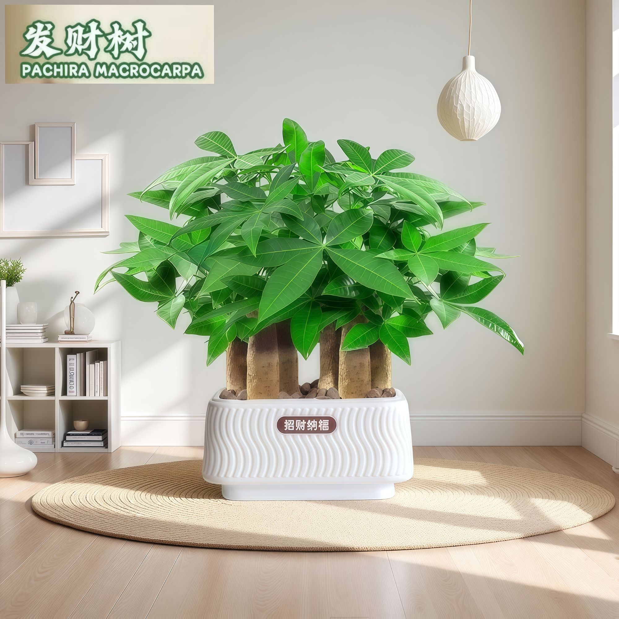 HG【六杆发财树】招财纳福发财树盆栽室内客厅招财盆景耐旱好养植物