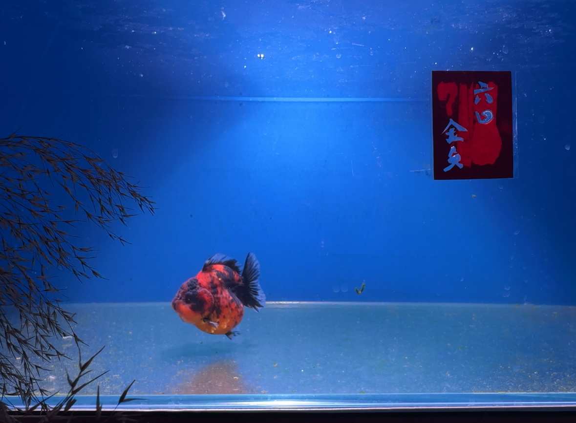 泰狮兰寿金鱼冷水观赏鱼苗活体好养耐活适合鱼缸饲养