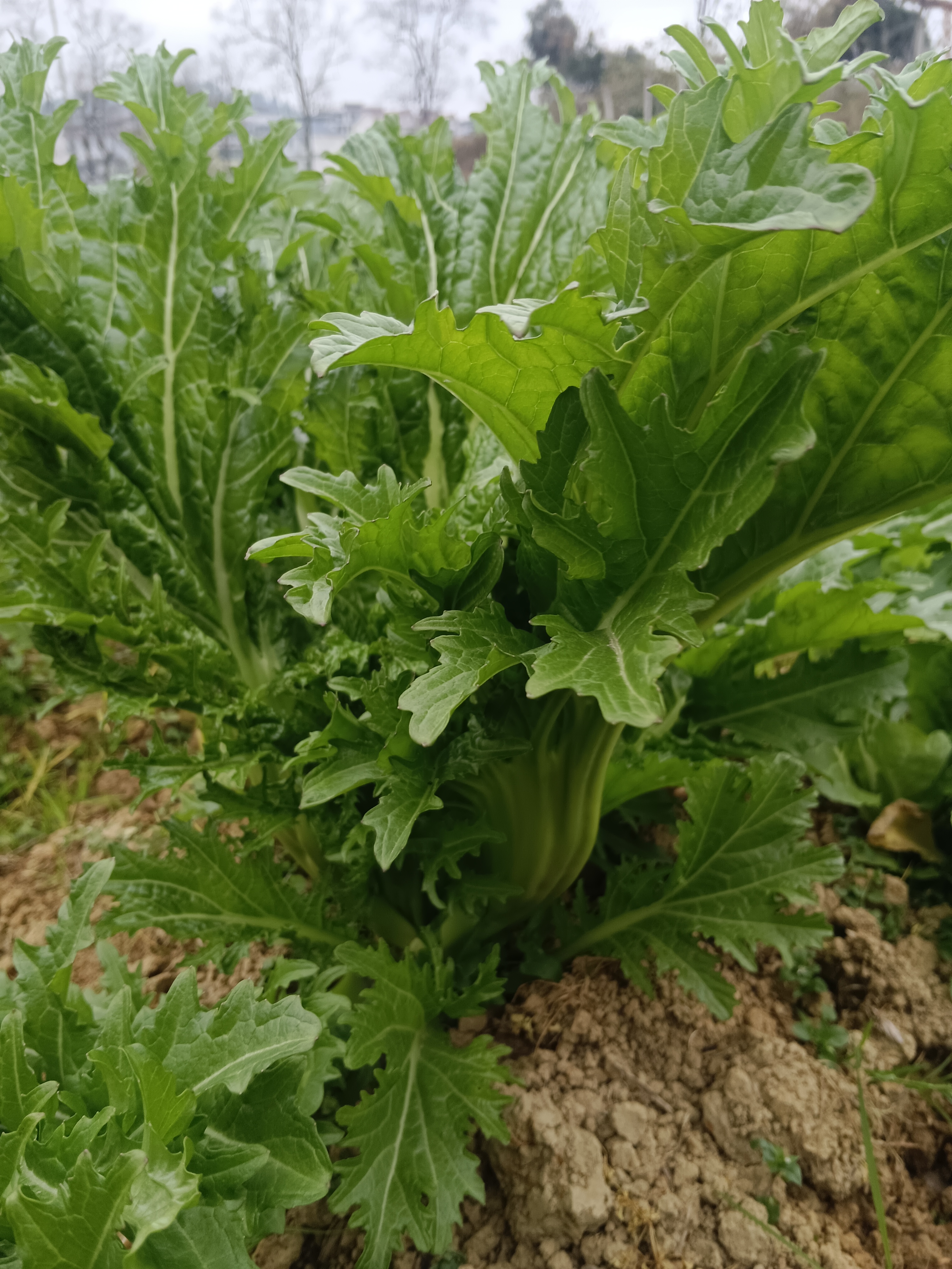 【农家露天蔬菜】新鲜当季青菜可做泡菜冲菜现摘现发