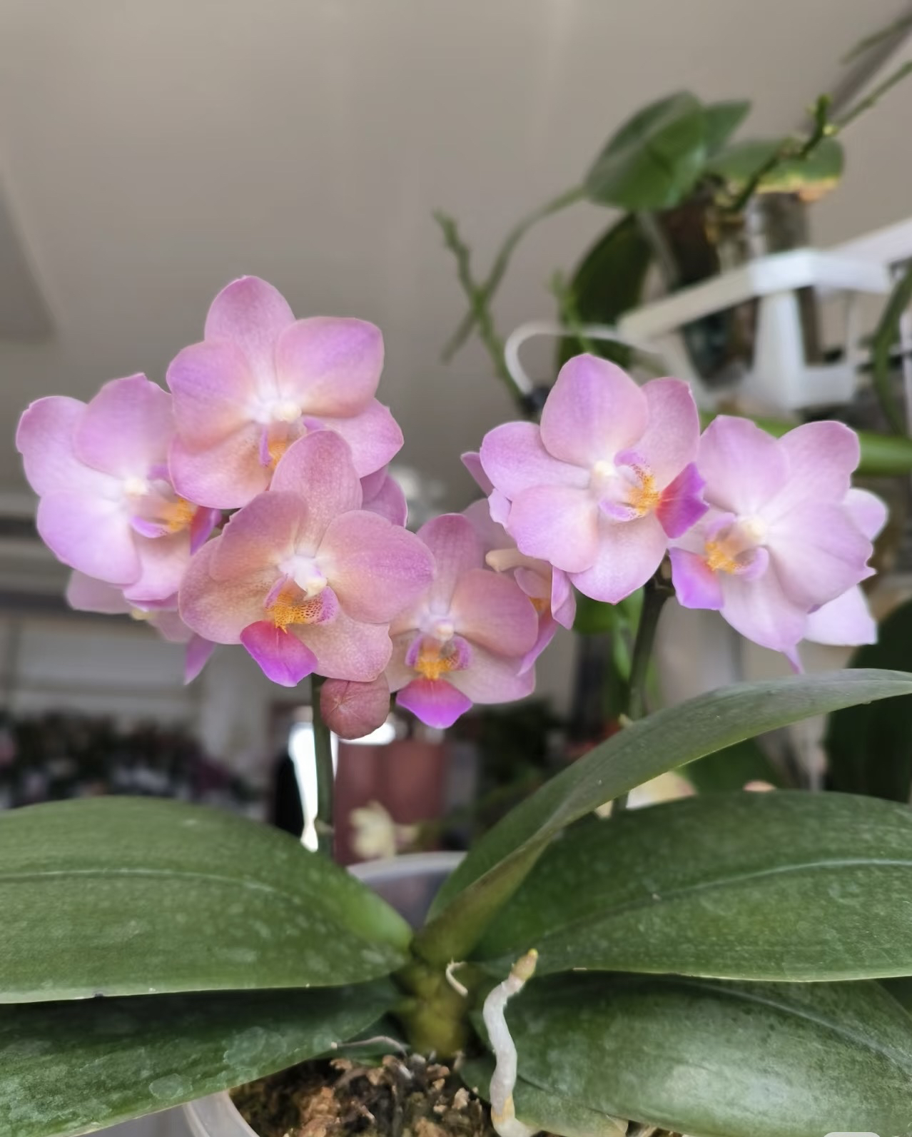 桃之夭夭蝴蝶兰2.5寸（仅是苗）开花有香