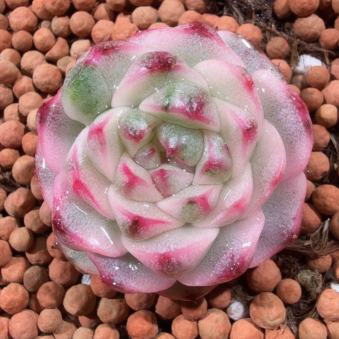 糯米团子锦，多肉植物