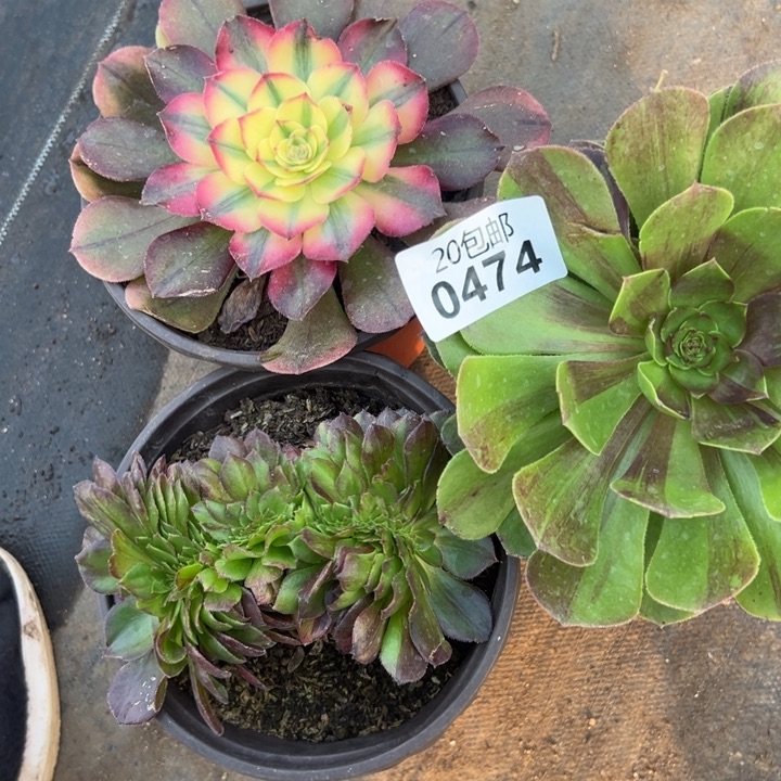 飞***多多肉植物474种植物
