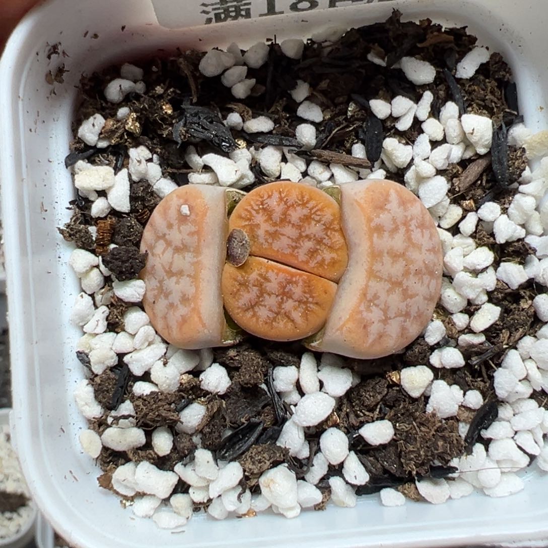 【闪购商品】453……