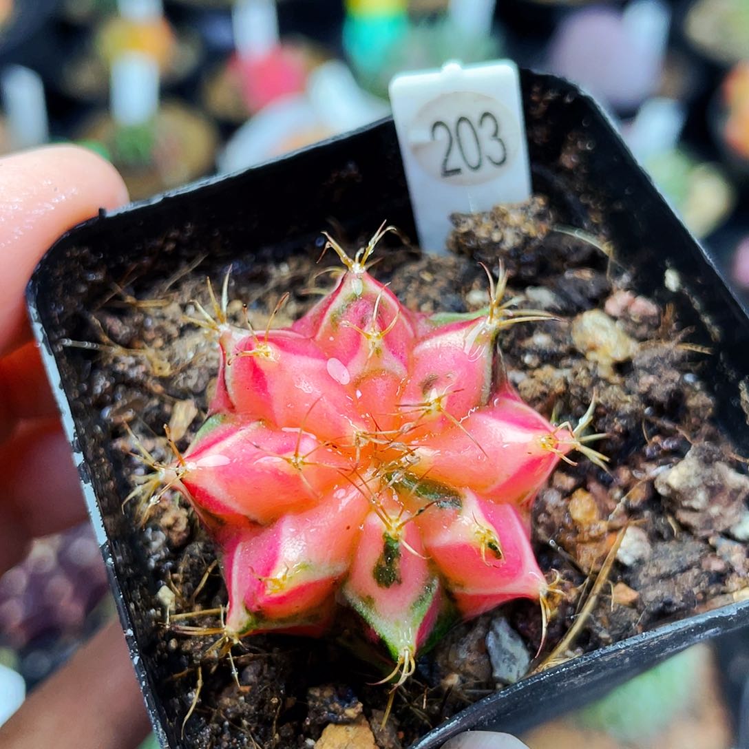 非偏远地区满25包邮仙人球