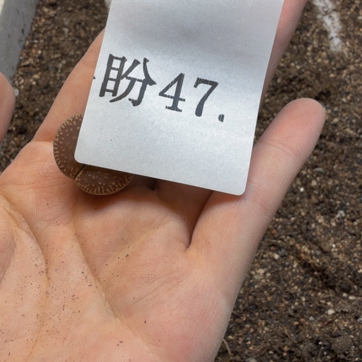狼***婆多肉植物的生长发育47