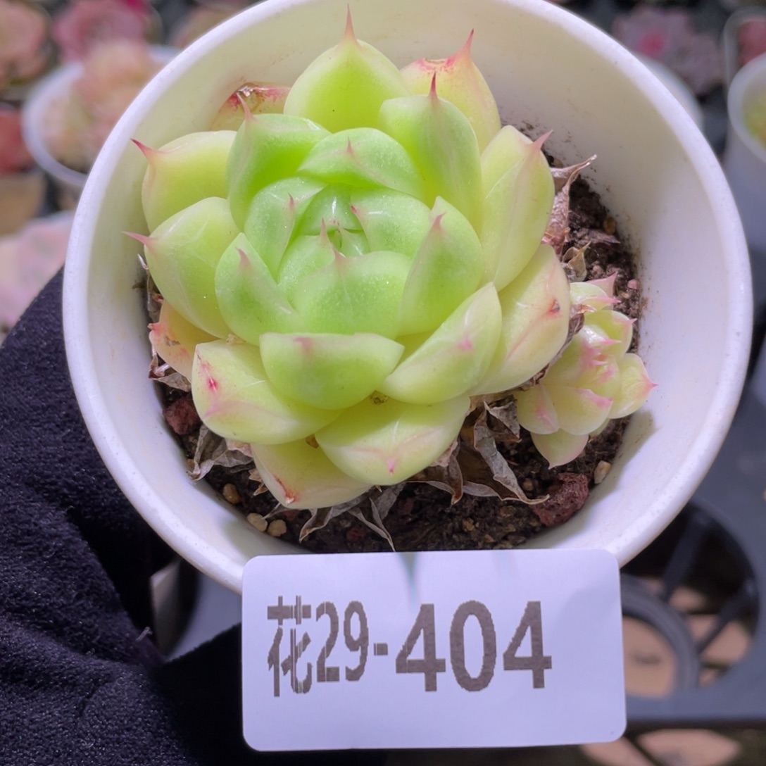 花利美29-404麦秆