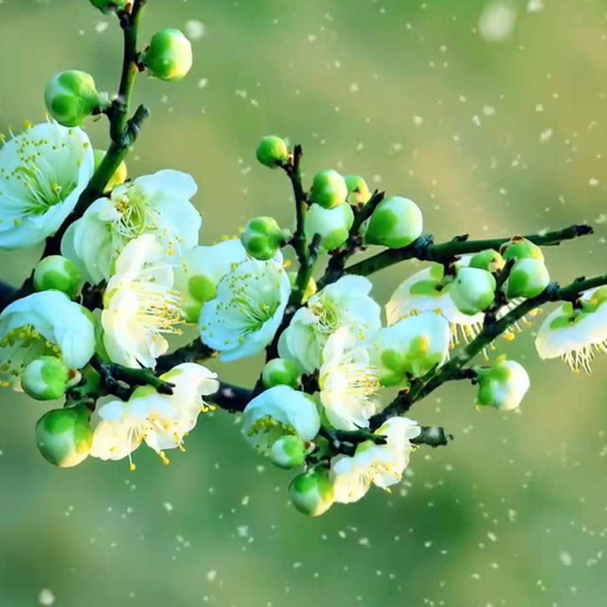 【原生金钱绿梅】高端稀有梅花 带花芽