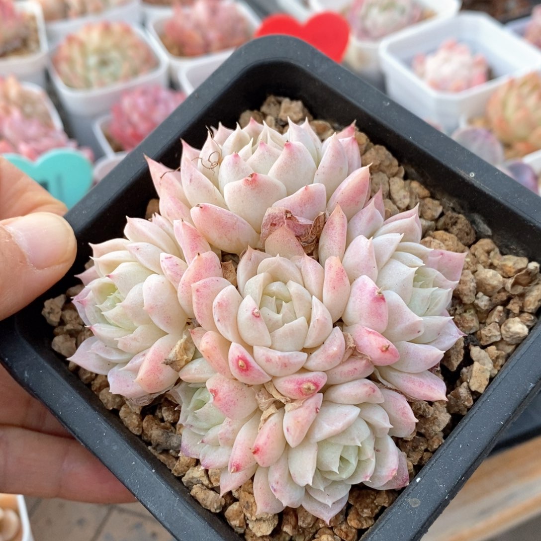 精品多肉一物一拍不包整41