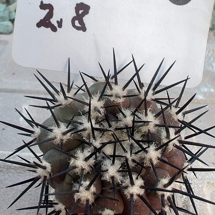 148。 黑王。 一代侧。  