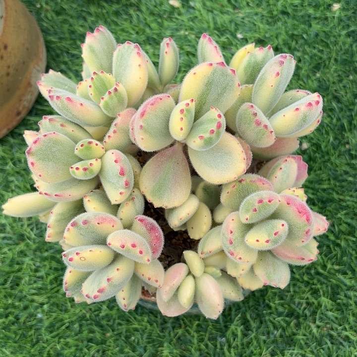 熊童子，精品多肉，一物一拍