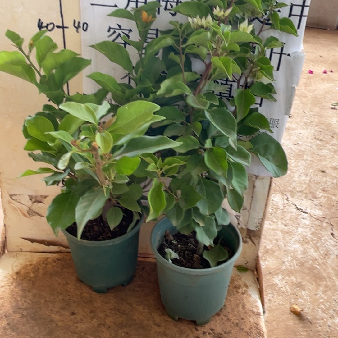 当前无花栽培后可以开花35h2