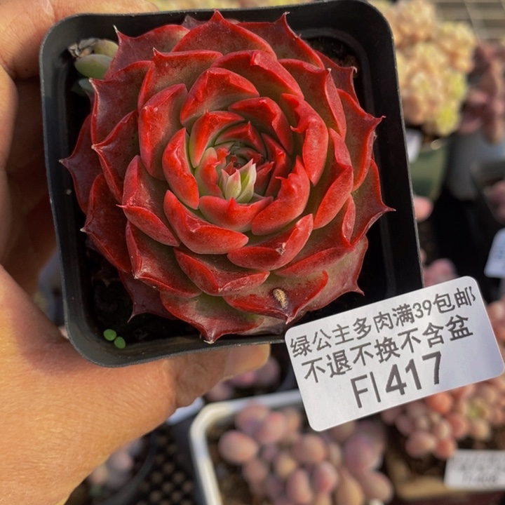 宝莲灯6cm417多肉植物
