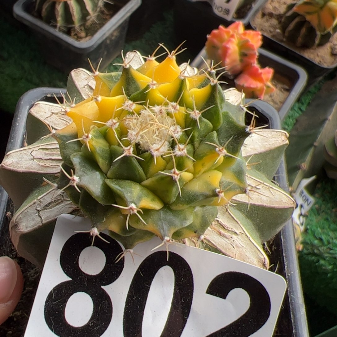 帝冠锦仙人球802