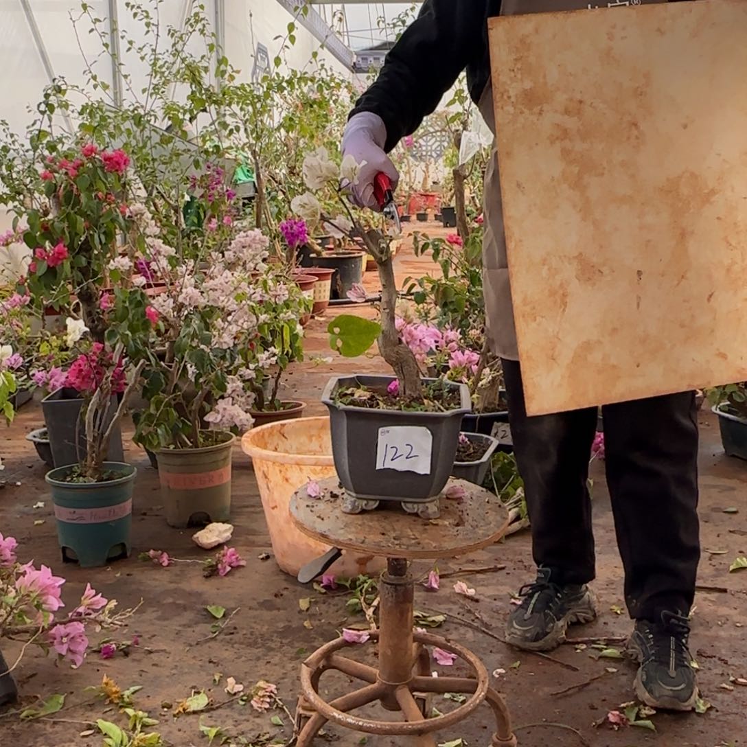 大部分开放少量花苞漳 122脱