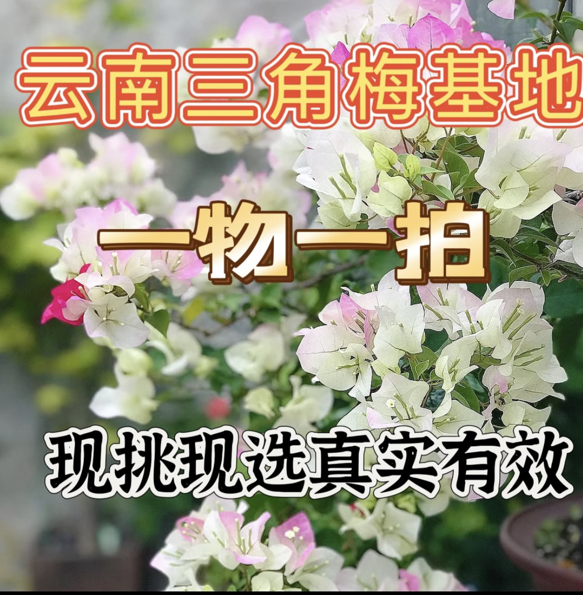 彩色三角梅 运输途中 有落花落叶断枝是正常现象，不售后