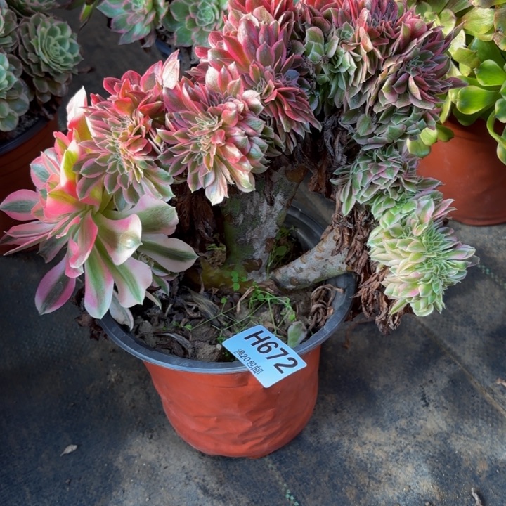 瑞妈，。。。。672。女巫缀