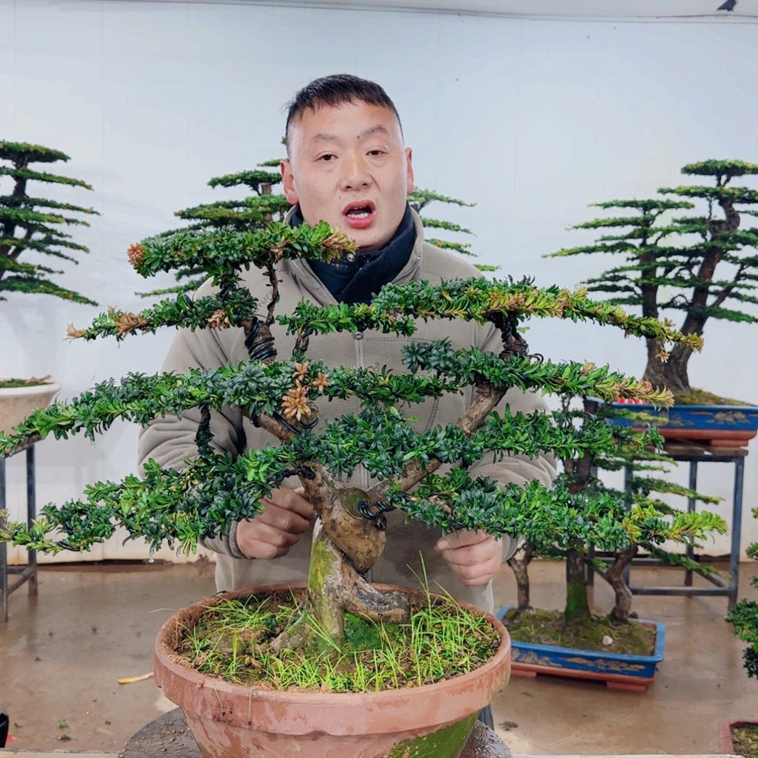 无花朵盆景园林……