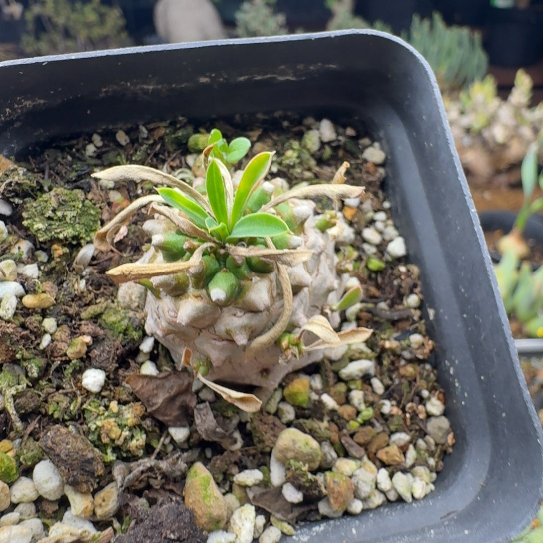 叁峨眉山多肉。            