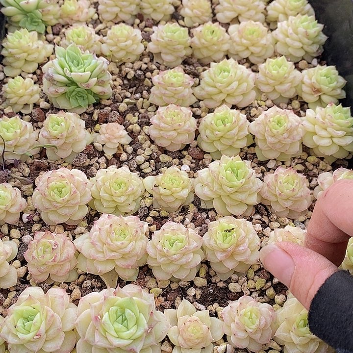 196 多肉植物盆栽花卉