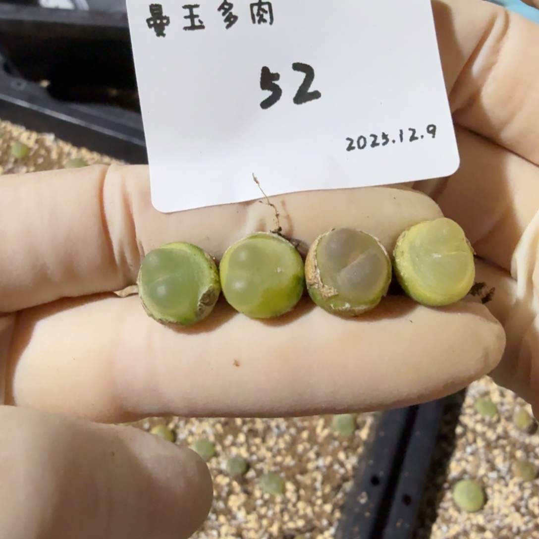 一***碗多肉多肉多肉12.9-052