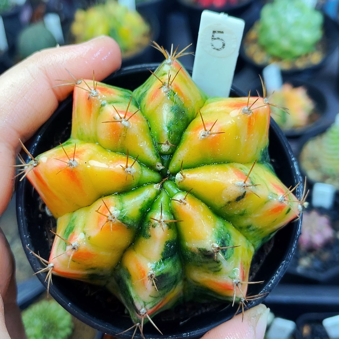 非偏远地区满25包邮仙人球